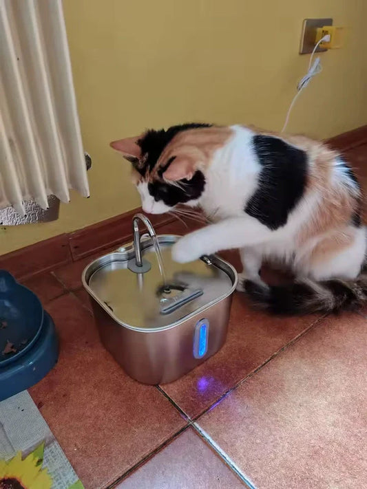 fontaine à eau pour chat